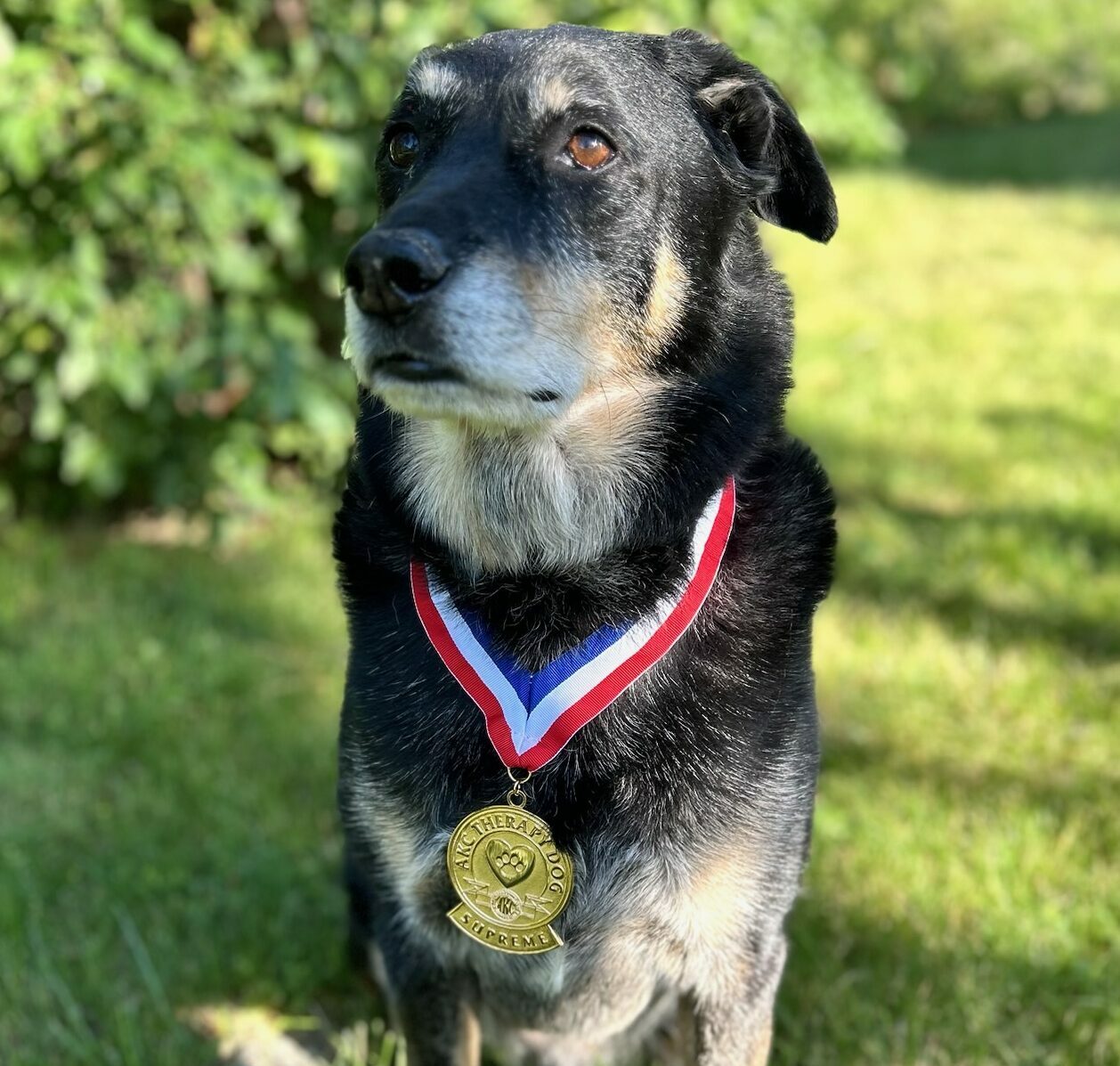 Exceptionally Unexceptional: Praising Crunchy the Therapy Dog